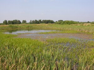 Tümpel sind Oasen in der Kulturlandschaft und dienen zahlreichen Tieren und Pflanzen als Lebensraum. Hier ein im Jahr 2005 angelegtes Gewässer mit einem üppigen Krebsscherenbestand.
