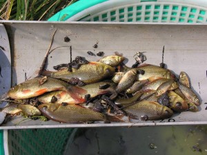 Erfolg auf ganzer Linie: Neben den Besatzfischen aus dem Vorjahr konnten zahlreiche diesjährige Jungfische gefangen werden. Selbstverständlich wurden die Karauschen nach Begutachtung und Vermessung wieder in die Gewässer zurückgestzt.