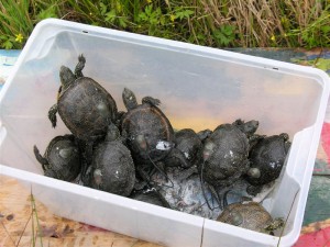 14 Europäische Sumpfschildkröten machen den Anfang des Wiederansiedlungsprojektes. Die meisten Tiere tragen einen Sender. 