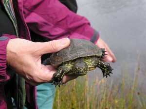Die Europäische Sumpfschildkröte ist in Niedersachsen ausgestorben. Am Steinhuder Meer soll sie wieder 